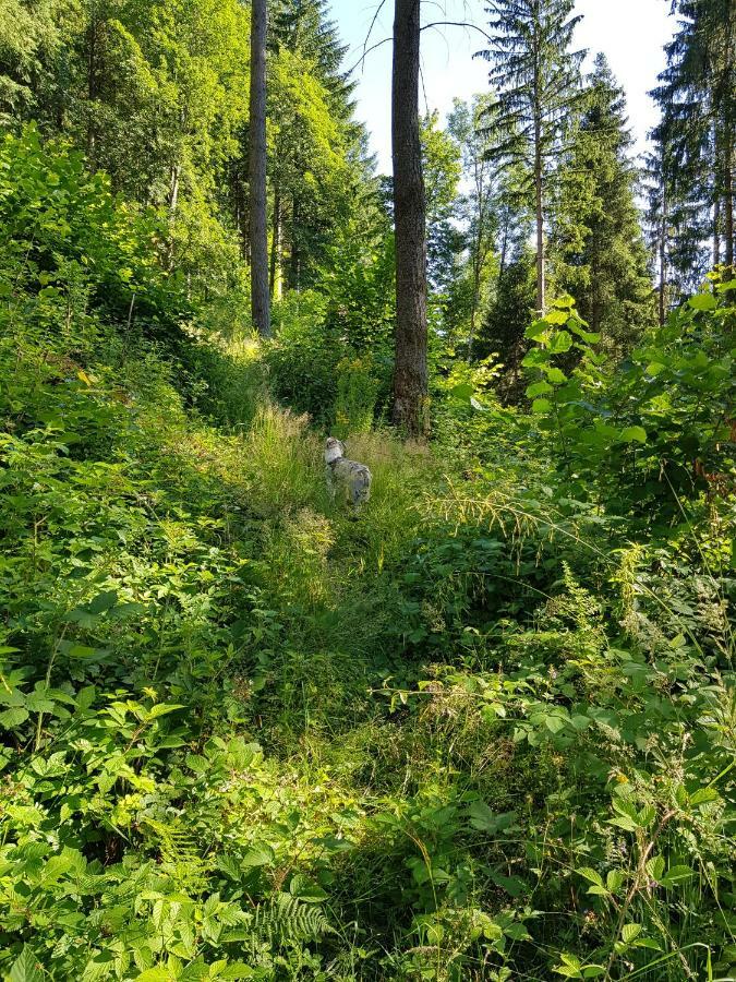 Schönau im SchwarzwaldWiesenblumeアパートメント エクステリア 写真